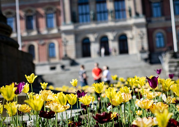 Gula och lila tulpaner framför universitetshuset