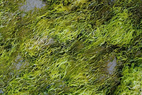 bild på alger