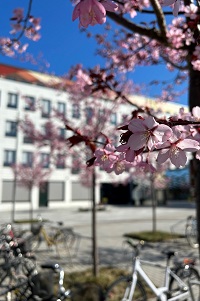 Husfasad med blommande körsbärsträd och cyklar i förgrunden