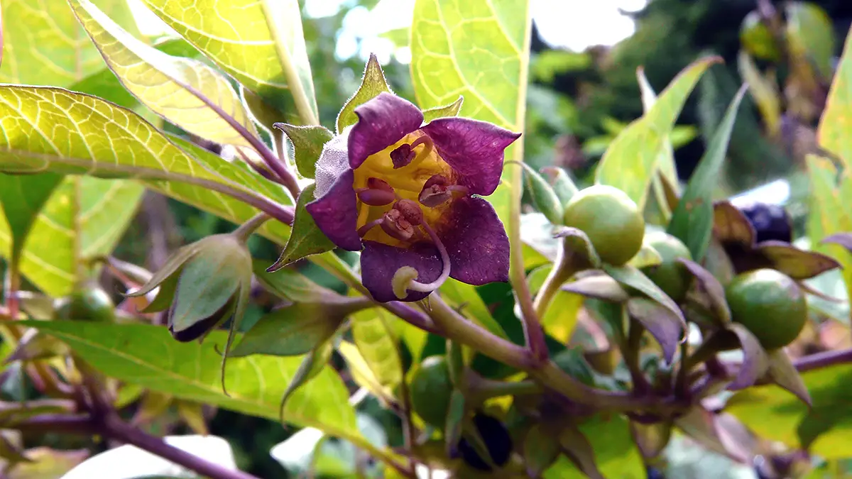 Närbild på blommande belladonna, med mörklila klockformade blommor.