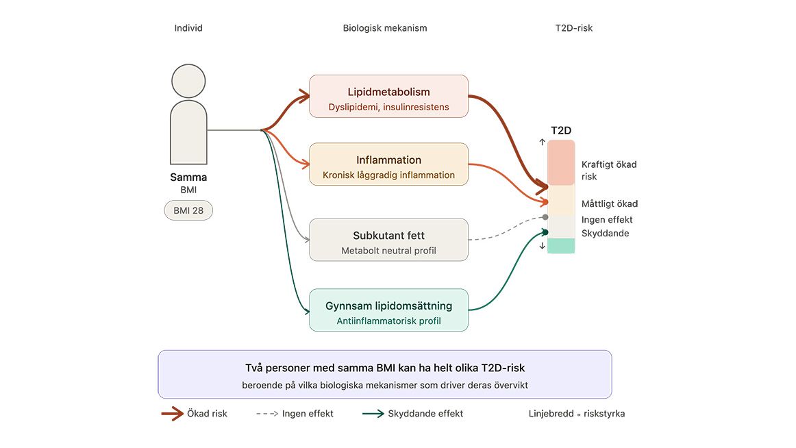 Two people with the same BMI may have entirely different risks of developing type 2 diabetes. Image: Åsa Johansson