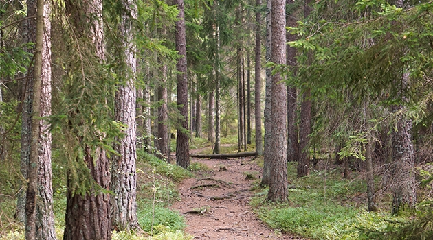 Skog och en stig i mitten.