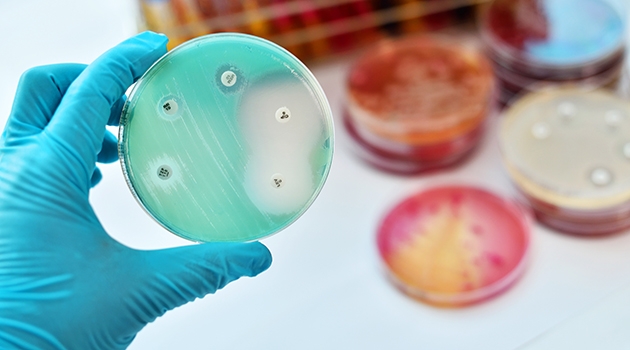 Olika bakterier av samma art kan vara olika känsliga för antibiotika.