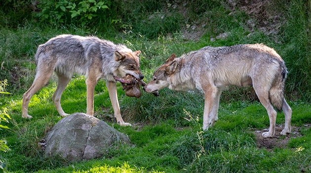 Resarchers from Uppsala University have discovered that each wolf in the Scandinavian wolf population has an average of approximately 100,000 harmful mutations across the entire genome.