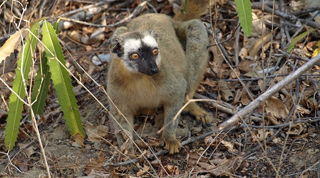 Lemurs are primates and unique to Madagascar.