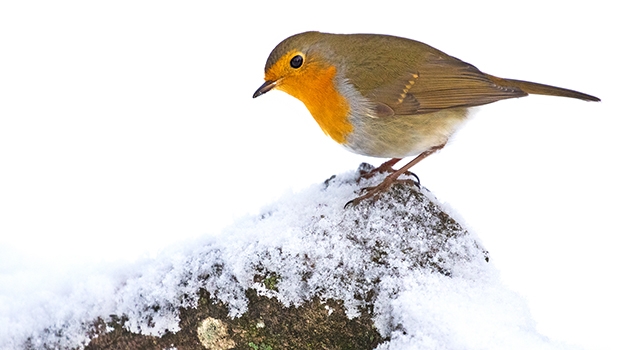 European robin in snow. A new study of Old World flycatcher family, to which these birds belong. The study comprises 92 per cent of the more than 300 species in this family.