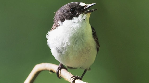 The study shows that pied flycatcher songs from 7 European populations form clearly defined dialects. 