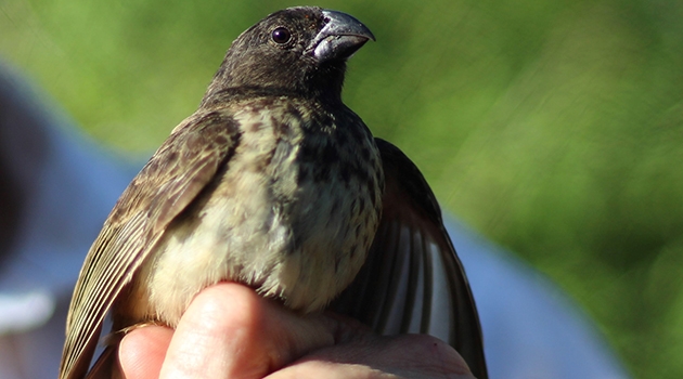 Researchers from Uppsala University and Princeton University now provide new findings about retroviral establishment and distribution among Darwin’s finches. 