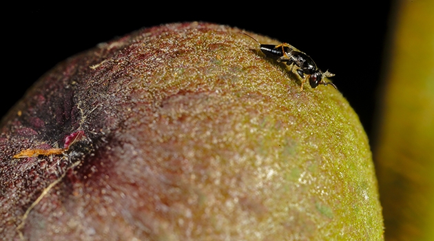 A female fig wasp (Tetrapus americanus), pollinator of Ficus maxima, has just emerged from her natal fig.
