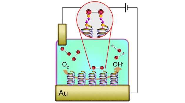 Fuel cell where oxygen (O2) dissolved in water is broken down by the helical molecules. The reduced oxygen reacts with water molecules, which results in hydroxide ions (OH-).