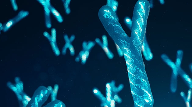 Förlust av Y-kromosomen i vita blodkroppar hos män – mLOY – leder till en förhöjd risk att dö av hjärt-kärlsjukdom, visar studien