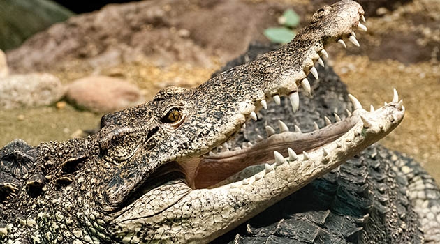The Cuban crocodile is one of the species examined in the study.