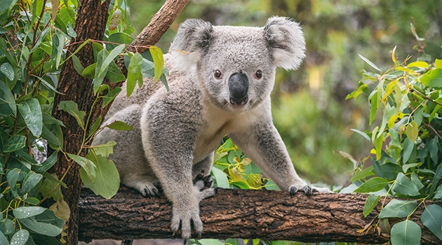 Virusinfektioner har lämnat spår efter sig i koalans arvsmassa.