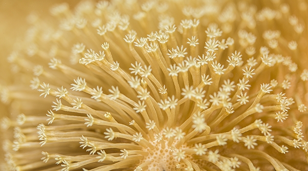 Toadstool Mushroom Leather Coral, polyps stretches their tentacles to filter out food.
