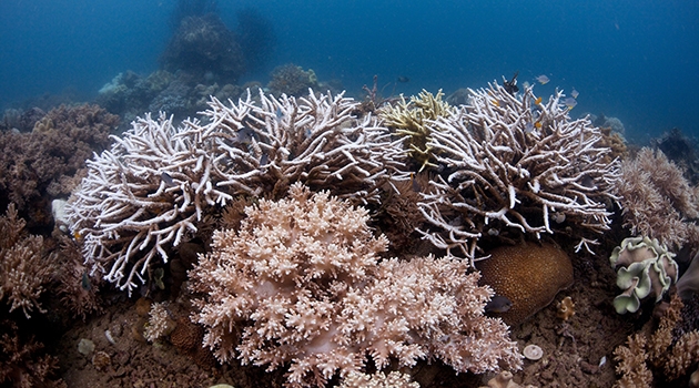 Corals bleaching due to high water temperatures.