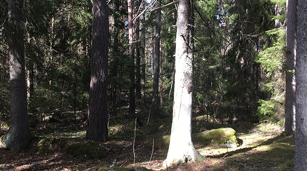 The Norway spruce is today the dominant tree species in Swedish forests.