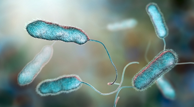 Modern legionella bacteria causes Legionnaires' disease
