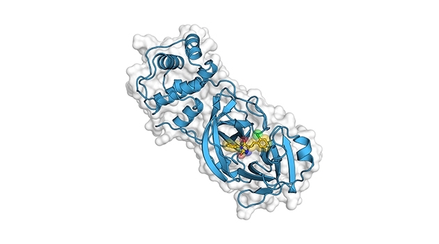The image shows a model of the coronavirus enzyme.