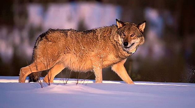 Wolf in Finland.