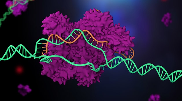 CRISPR Cas 9-tekniken gör det möjligt att klippa och klistra i arvsmassan.