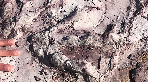 Det 199 miljoner år gamla fotavtrycket av en tvåbent rovdinosaurie är så välbevarat att till och med detaljer som klor och skinn kan urskiljas.