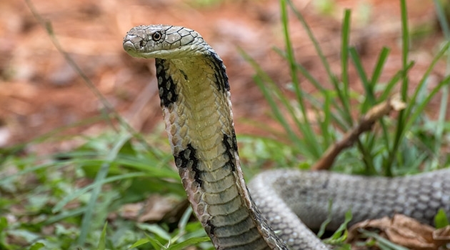 King Cobra from Java, Indonesia, belonging to the genetic group with the southernmost range. 