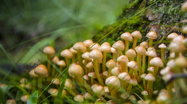 Vid Uppsala universitet pågår forskning både om svamparnas diversitet (släktskap mellan olika svampgrupper) och om svamparnas ekologi. På bilden: falska oätliga honungschampinjoner.