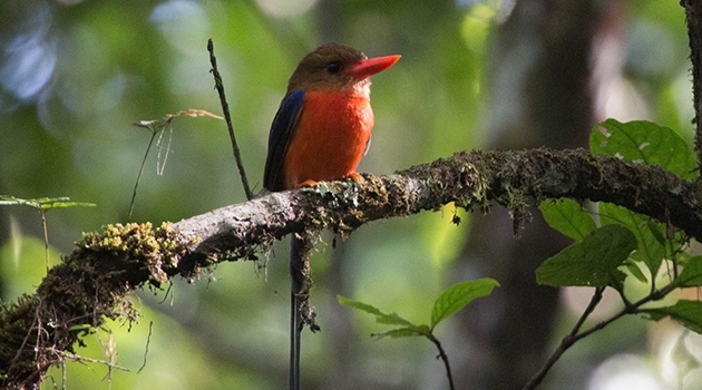 A brown-headed paradise kingfisher with a bright red beak.