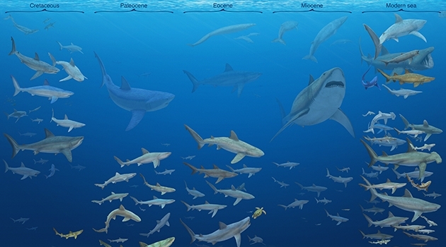 Timeline of Lamniformes and Carcharhiniformes sharks across the last 83 million years.
