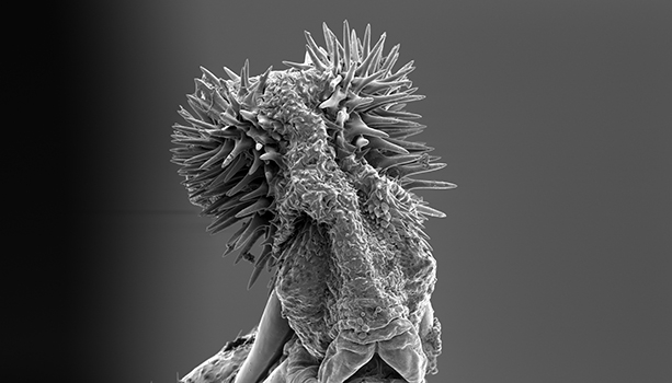 Hanens parningsorgan hos fröbaggen Callosobruchus maculatus är försett med taggar som ökar hans fortplantningsframgång. 