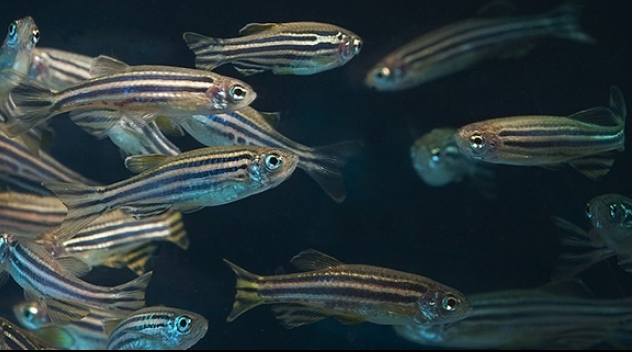 UUBF recently developed a test environment for zebrafish
