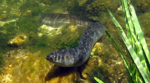 Eels go through several stages of metamorphosis. In the third form, as silver eels, they return to the Sargasso Sea for spawning, completing a second crossing of the Atlantic. After that they all die.
