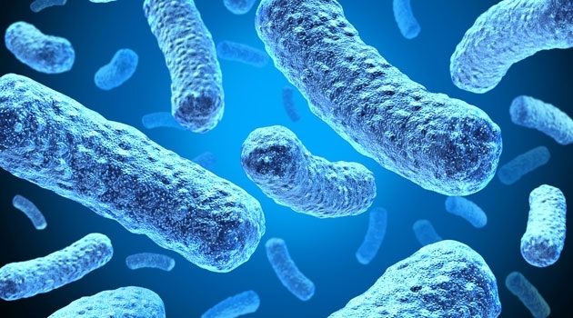 The researchers designed nearly one billion random DNA sequences that were tested on the intestinal bacterium Escherichia coli.