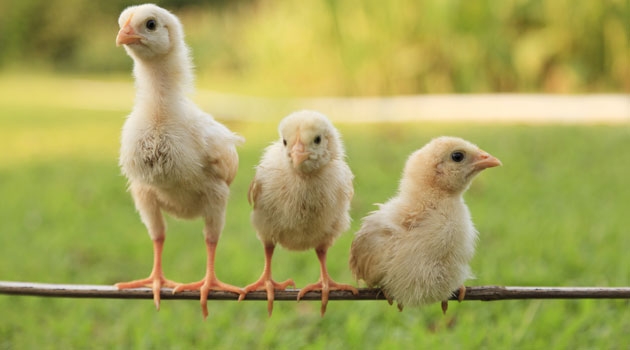 Researchers looked for signs of how chronic stress can affect the genes of the chickens, causing “epigenetic changes”.