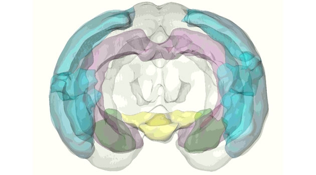 Illustration of the four regions of interest explored in the present study: amygdala (in green), hippocampus (purple), hypothalamus (yellow) and parietal/temporal cortex (blue). 