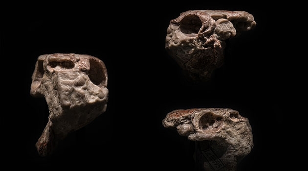 The fossil skull of Radotina in front view (left), left side view (right, top) and right side view (right, bottom).