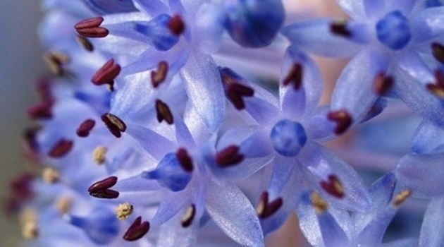 A new study suggests that the Giant Madeiran Squill had likely accumulated antibiotics from contaminated soil.