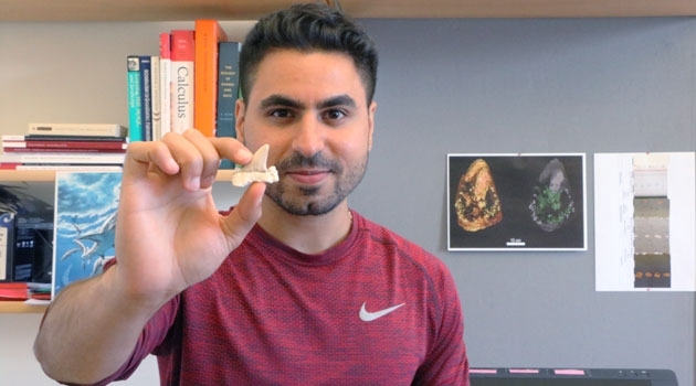 Doctoral student Mohamad Bazzi holding a lamniform shark tooth. 