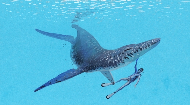 Så här kan pliosaurien från Arisdorf ha sett ut. Dykaren är tillagd för att visa på skalan. 