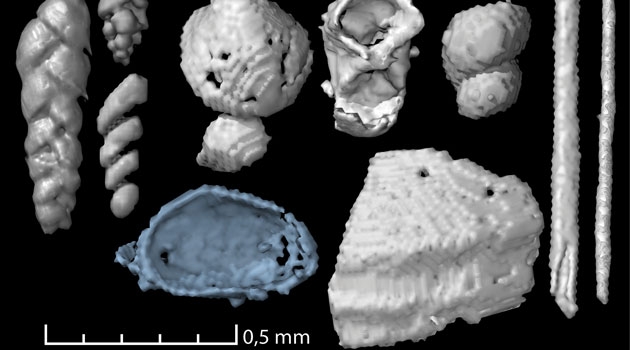 The scans revealed many microscopic food remains including foraminifera (small amoeboid protists with external shells), small shells of marine invertebrates and possible remains of polychaete worms. 
