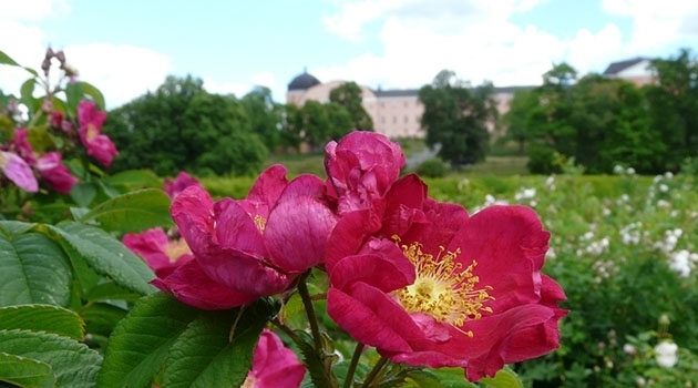 The botanical garden is one of Uppsala’s foremost destinations, with its grandiose baroque garden, the 200-year-old orangery and Uppsala’s only rainforest.