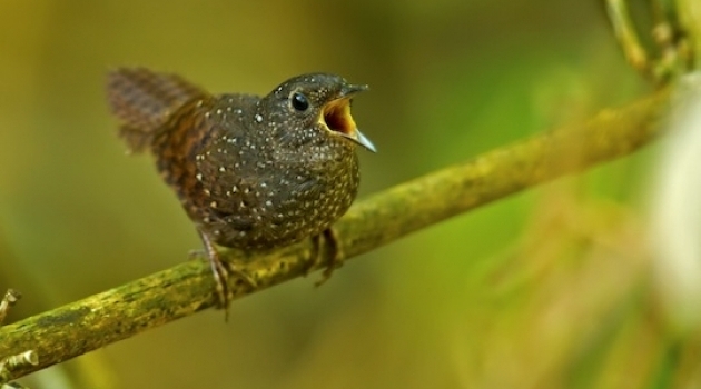 The spotted wren-babbler has a unique status as the only species in a family and can now be positioned as a “sister” to several large families.