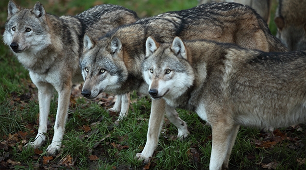 Forskarna har kartlagt den skandinaviska vargstammens ursprung och hittar inga tecken på att hybrider mellan varg och hund bidragit till vargstammen.