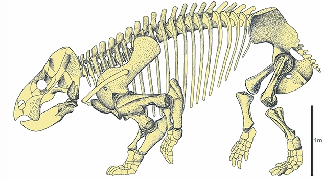 Skelett av Lisowicia bojani, en nyupptäckt ”kusin” till däggdjuren. Lisowicia bojani var ungefär lika stor som en nutida elefant.