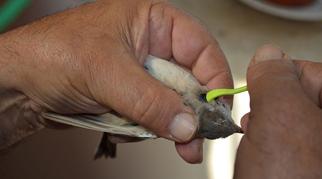 Removal of tick from Common whitethroat (Sylvia communis) caught in a mist net at Capri, Italy, by ornithologist Dario Piacentini.