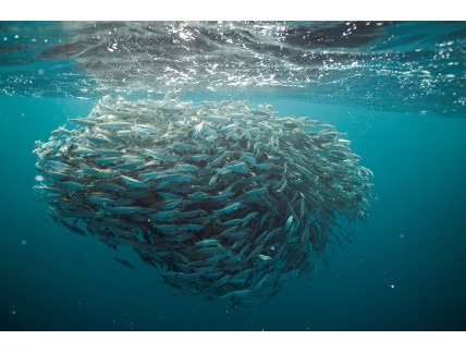 Atlantic herring forming a ball in the presence of predator.