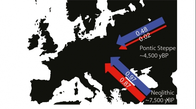 Male (blue) and female (red) contribution during the early Neolithic and later Neolithic/Bronze Age migrations.