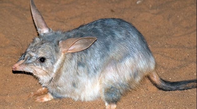 The greater bilby, one of the bandicoots, is a long-term evolutionary survivor which is now threatened by human activities.