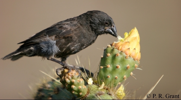 Medium ground finch (Geospiza fortis) som födosöker på en Opuntia kaktus. 