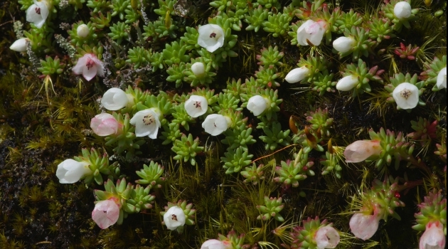 På 4200 meters höjd vid Se La i östra Himalaya fann Lidén och Bharali denna lilla växt som de gett namnet Rhodiola sedoides (den fetknopps-lika)